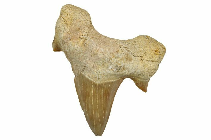 Fossil Shark Tooth (Otodus) - Morocco #353418